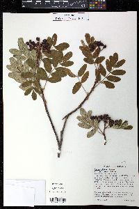 Sorbus sitchensis var. grayi image