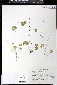 Coptis trifolia image