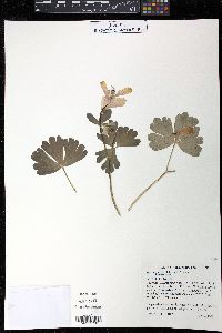 Aquilegia flabellata image