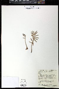 Macrozamia communis image