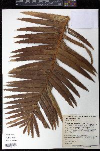Dioon spinulosum image