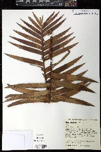 Dioon spinulosum image