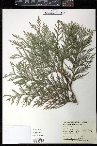 Thuja plicata image