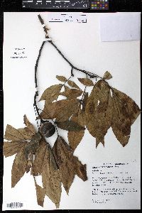 Carya ovalis image
