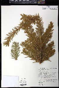 Taxus cuspidata image