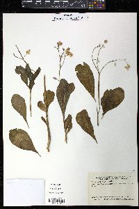 Talinum fruticosum image