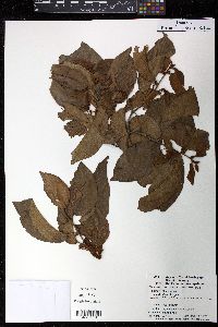 Colubrina arborescens image