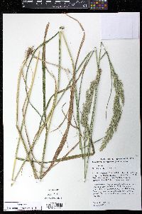 Calamagrostis cinnoides image