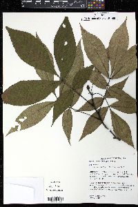 Carya ovalis image
