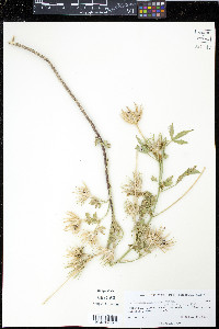Hibiscus biseptus image