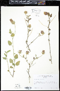 Hibiscus coulteri image