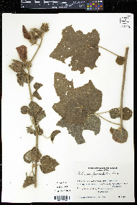 Hibiscus furcellatus image