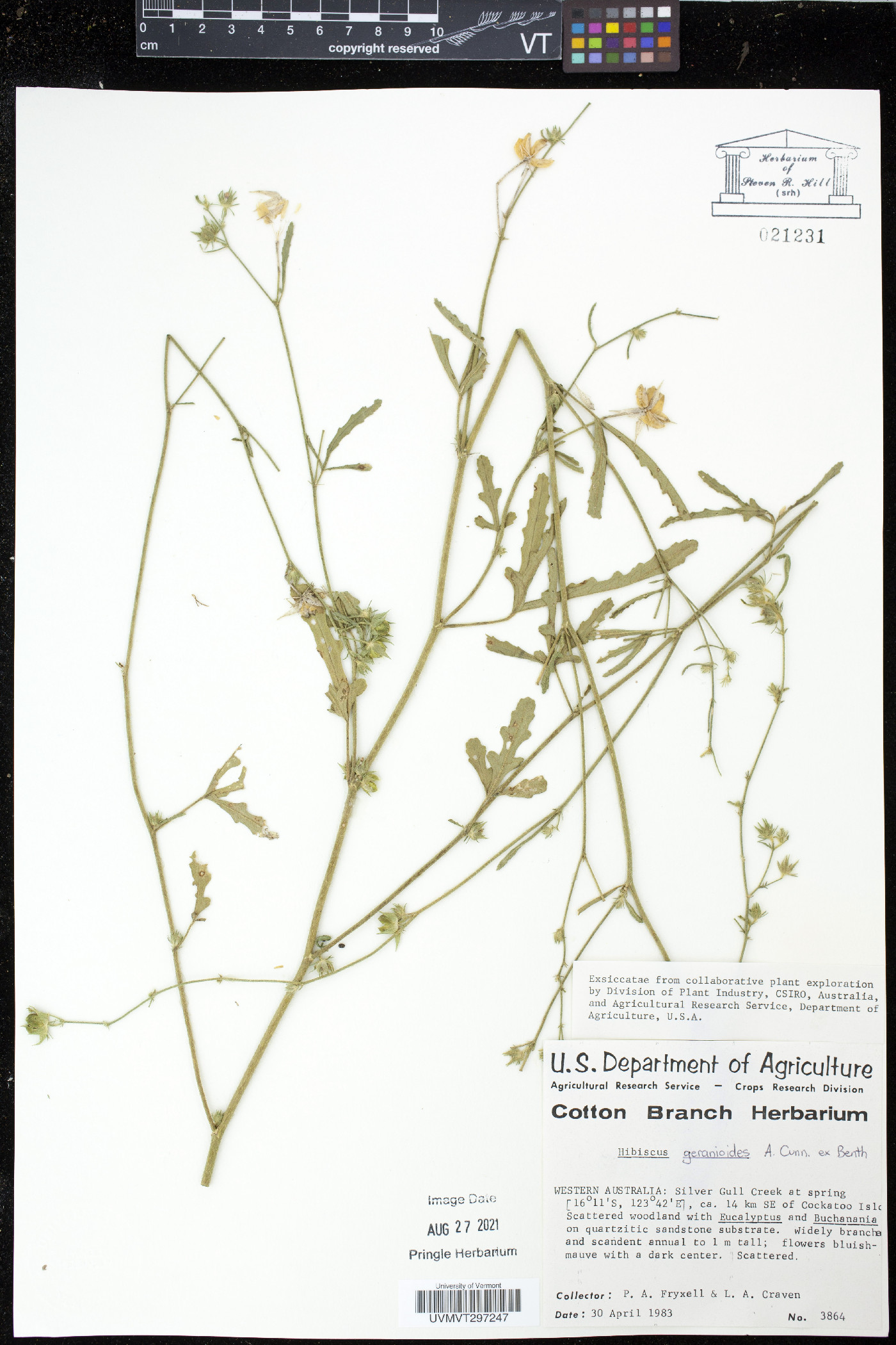 Hibiscus geranioides image