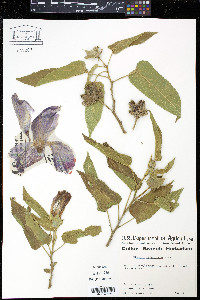 Hibiscus lambertianus image