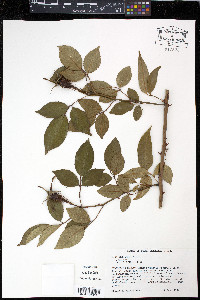 Rosa laevigata image