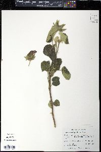 Hibiscus martianus image