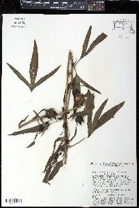 Hibiscus sabdariffa image