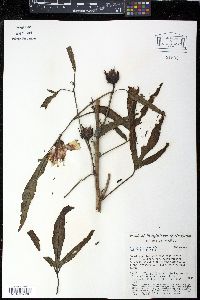 Hibiscus sabdariffa image