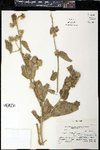 Sida cordifolia image
