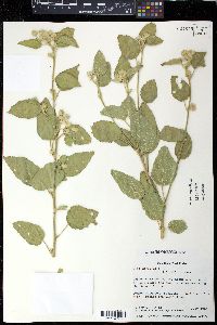 Sida cordifolia image