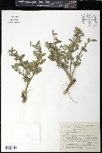Sida haenkeana image