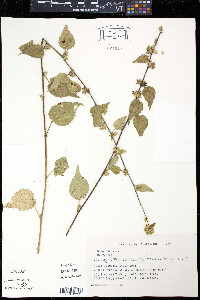 Sida urens image