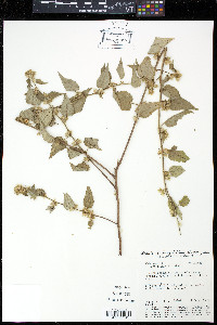Sida urens image
