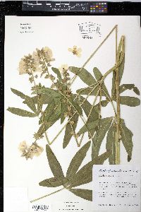 Sidalcea candida image