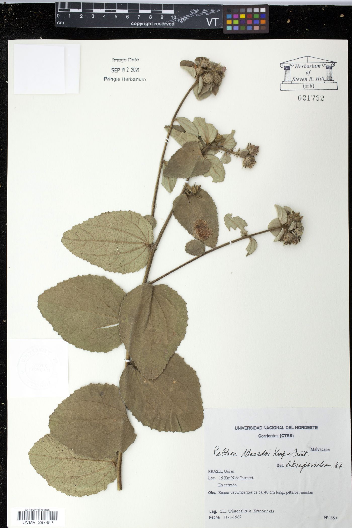 Peltaea macedoi image