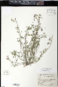 Sida abutilifolia image