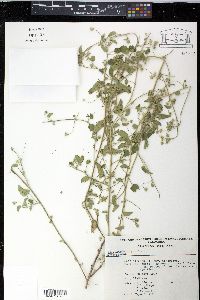 Sida abutilifolia image