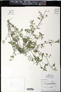 Sida abutilifolia image