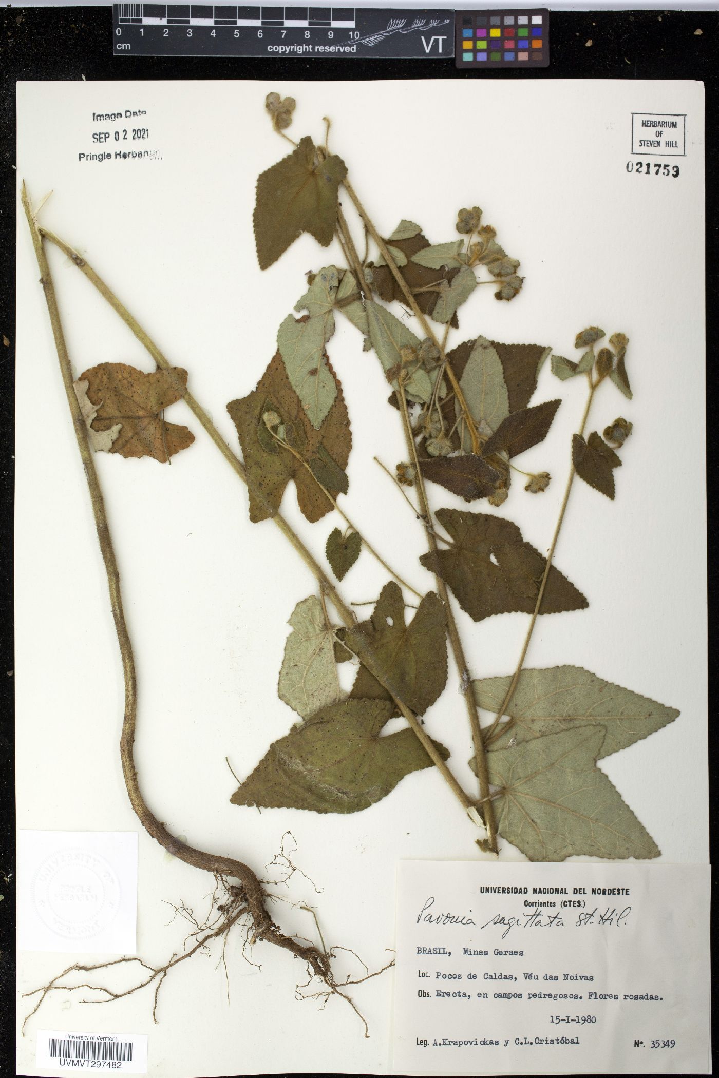 Pavonia sagittata image