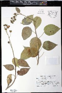 Pavonia paludicola image