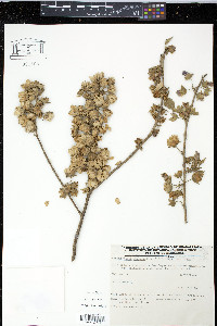 Robinsonella cordata image