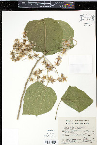 Robinsonella lindeniana image