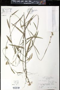 Sida linifolia image