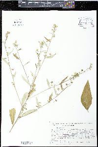 Sida rhombifolia image