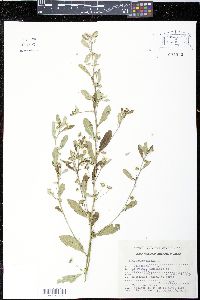 Sida rhombifolia image