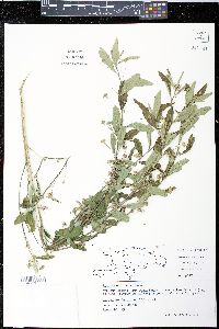 Sida rhombifolia image