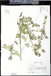 Sida rhombifolia image