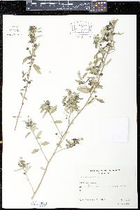 Sida rhombifolia image
