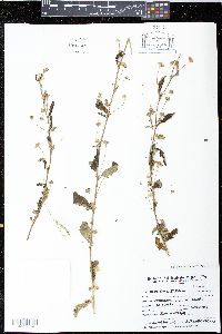 Sida rhombifolia image