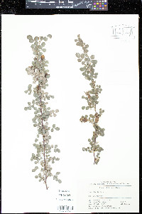 Media resource of Rosa giraldii