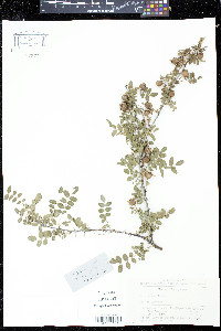 Rosa hugonis image