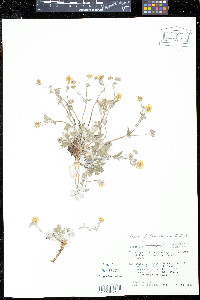 Potentilla pulcherrima image