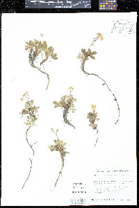 Sibbaldiopsis tridentata image