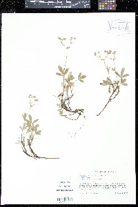 Sibbaldiopsis tridentata image