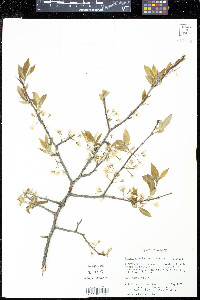 Prunus alleghaniensis image