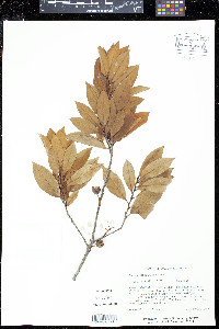 Prunus caroliniana image